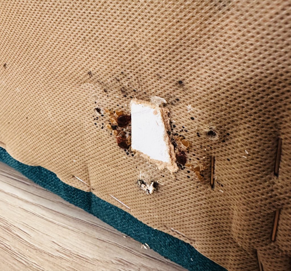 bed bugs