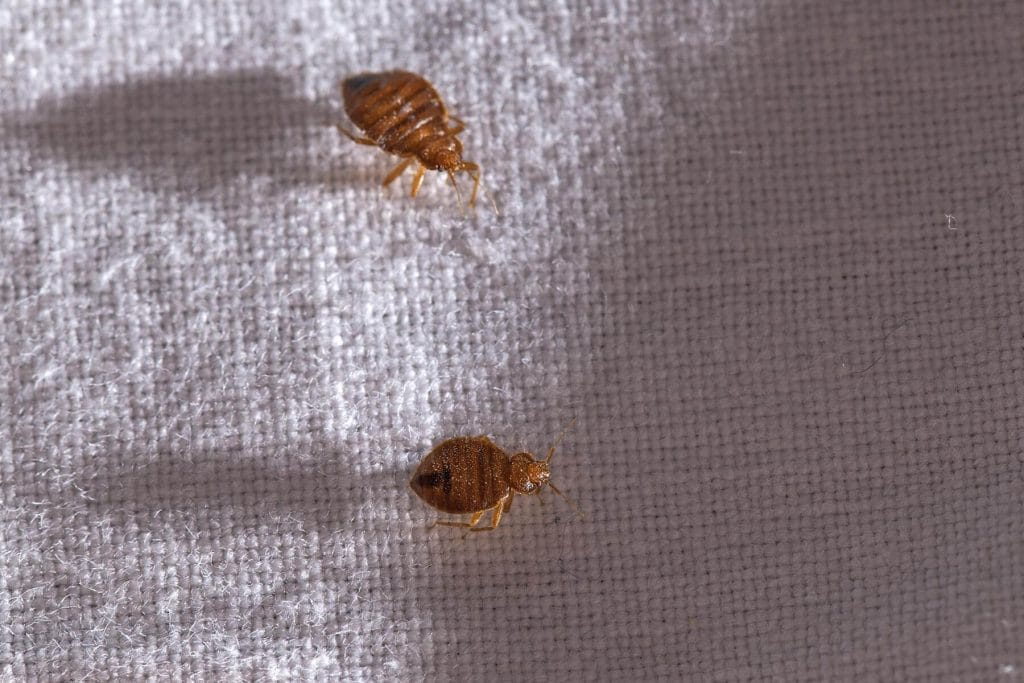 korioi antimetopisi